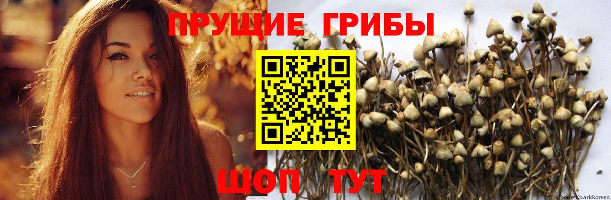 Псилоцибиновые грибы Cubensis Каменка